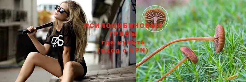 купить   Волжск  Галлюциногенные грибы Magic Shrooms 